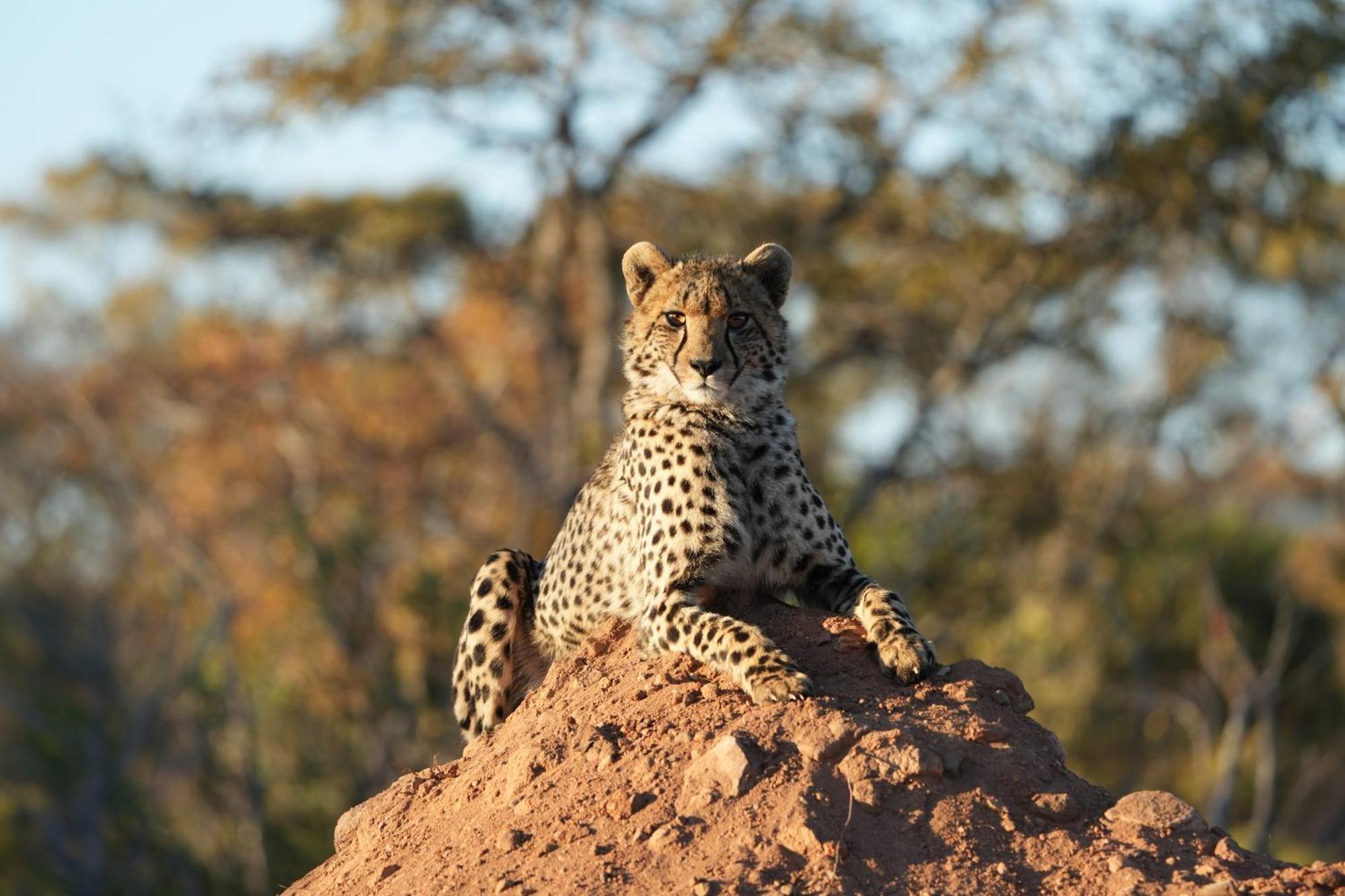 Shibula Safari Lodge Welgevonden Game Reserve Exterior photo